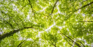 treetop