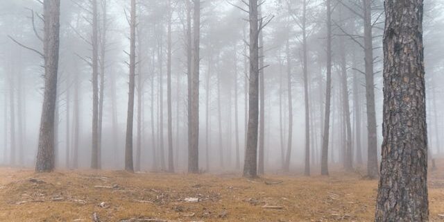 Foggy autumn forest with tall trees