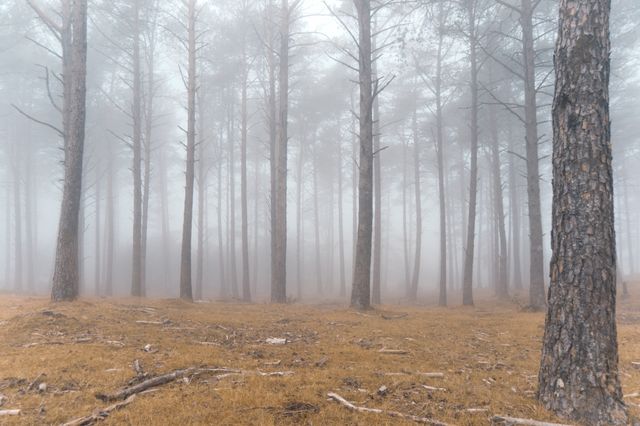 Foggy autumn forest with tall trees